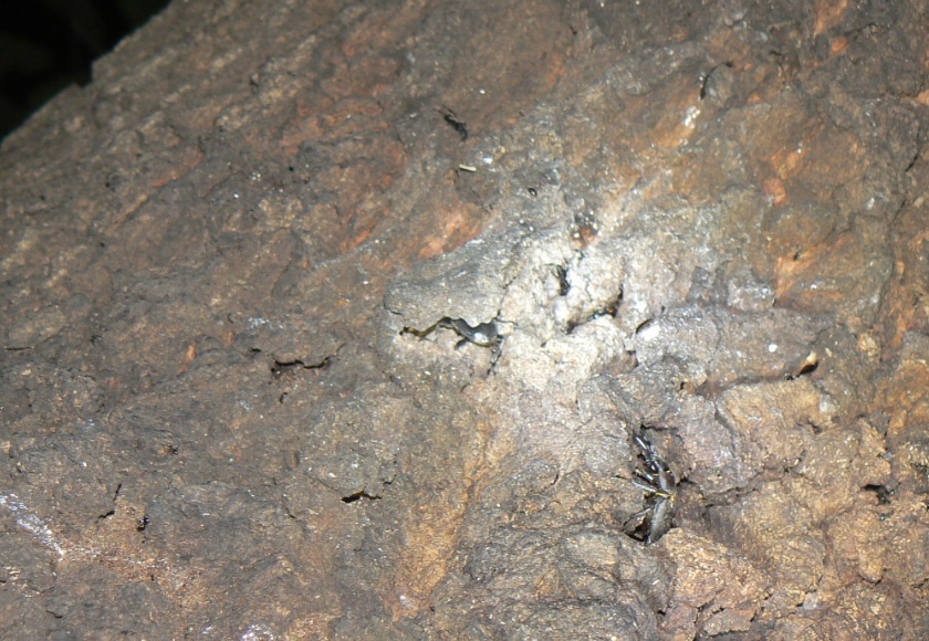 団地前のクヌギ_ヒラタクワガタとコクワガタ_200908日暮れ直後