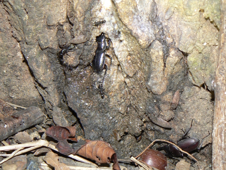 団地前のクヌギ_ヒラタクワガタとコクワガタ_200910_200910