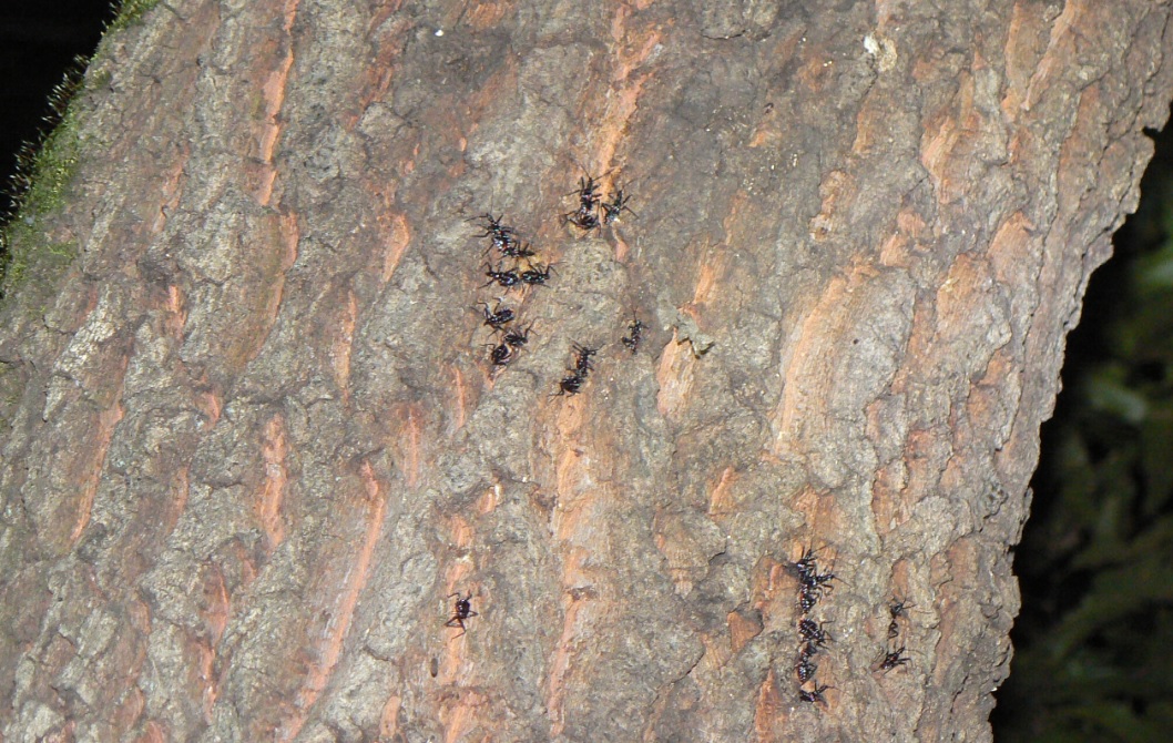 団地前のクヌギ_ヨコズナサシガメの集団_2020年10月16日18時30分