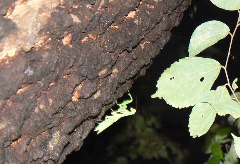 団地前のクヌギ_寄生された？ハラビロカマキリ_200927_5-15