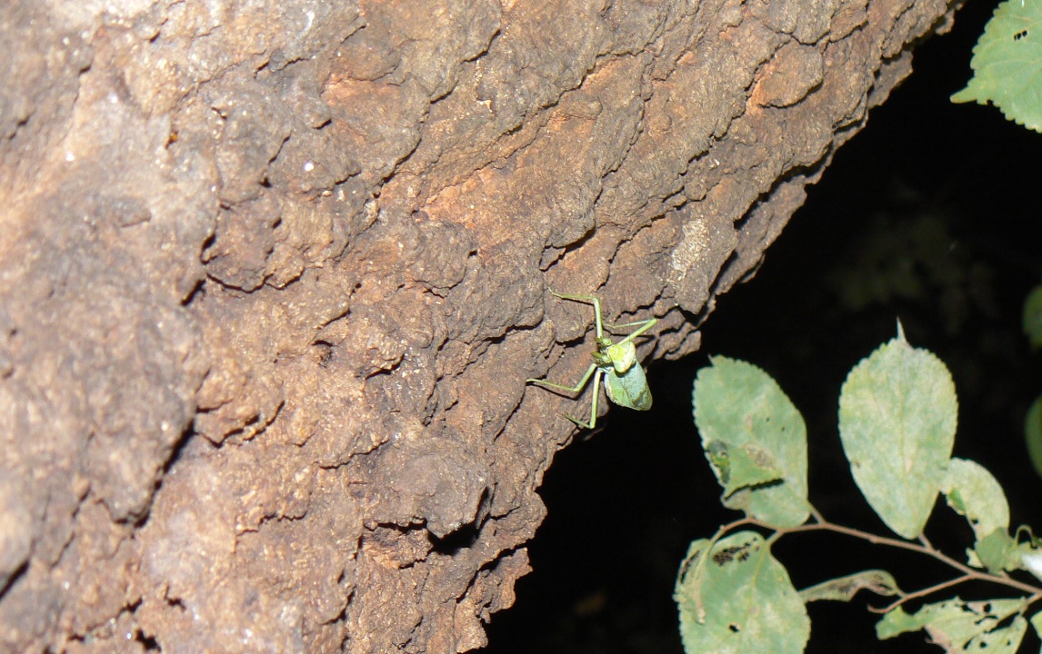 団地前のクヌギ_忍耐強いハラビロカマキリ_200921_18-25
