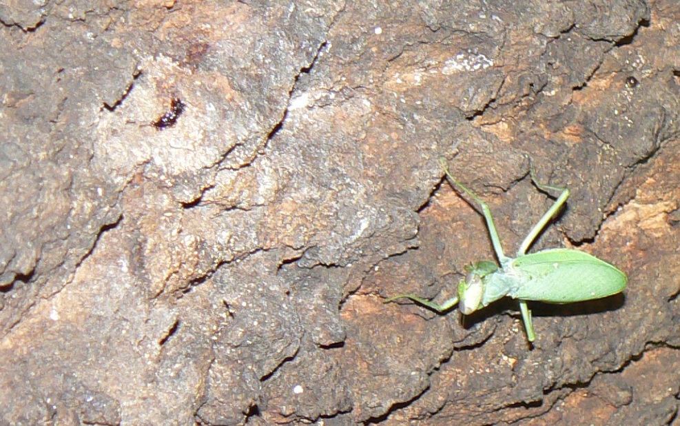 団地前のクヌギ_獲物を待ち続けるハラビロカマキリ_200918_18-30