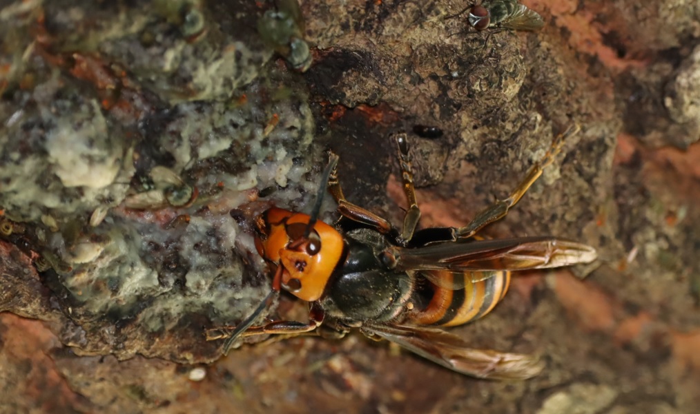 団地前のクヌギ_頭上５０ｃｍの枝で樹液を吸うオオスズメバチ_2022年6月４日８時１０分気温2４度