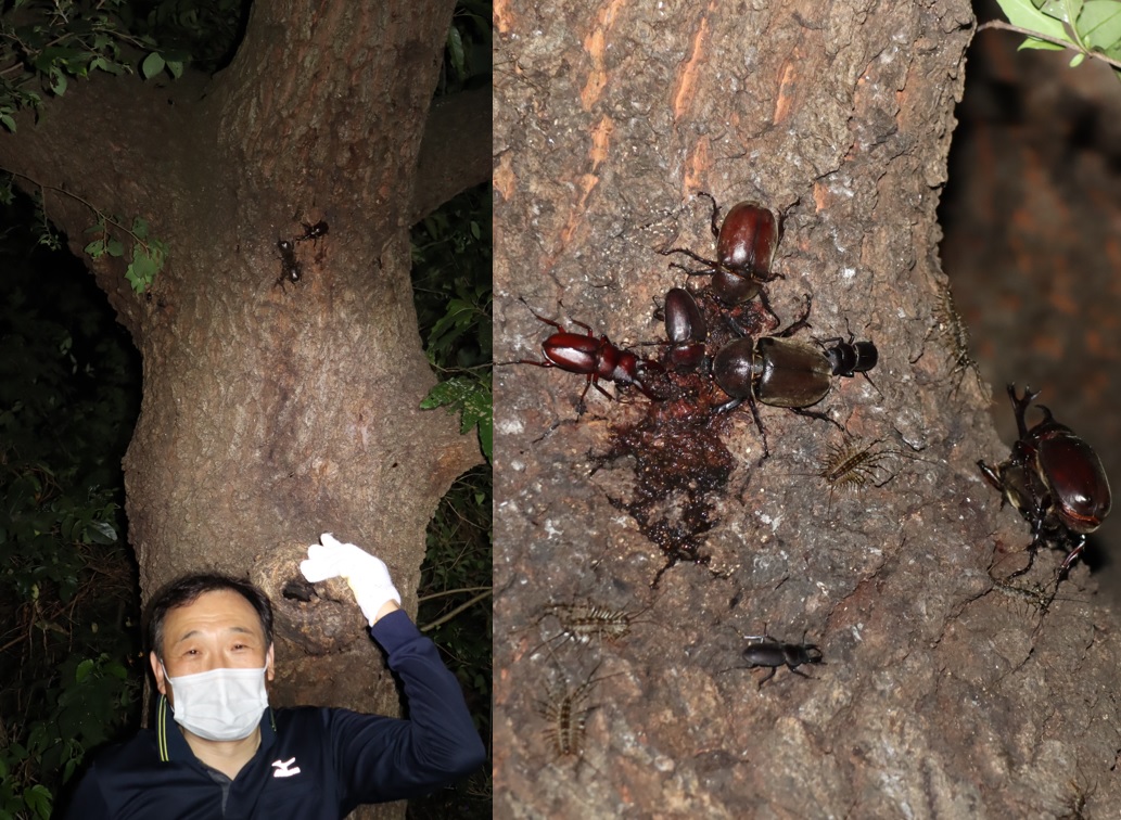 団地前のクヌギで虫達とIハカセ_2021年7月22日