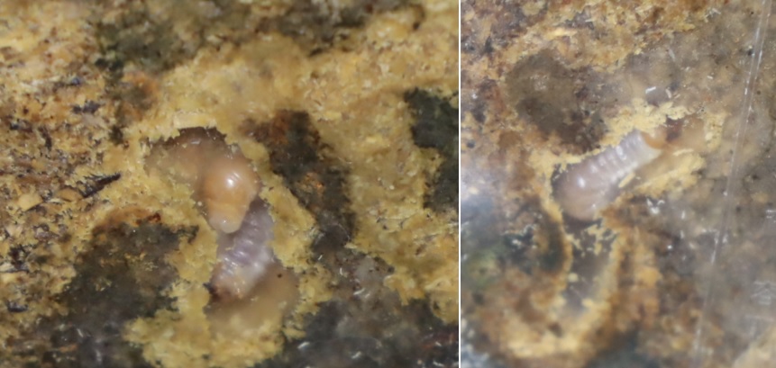 多摩地区で採取したオオクワガタ雌（単独）のWＦ１幼虫_2021年８月１７日