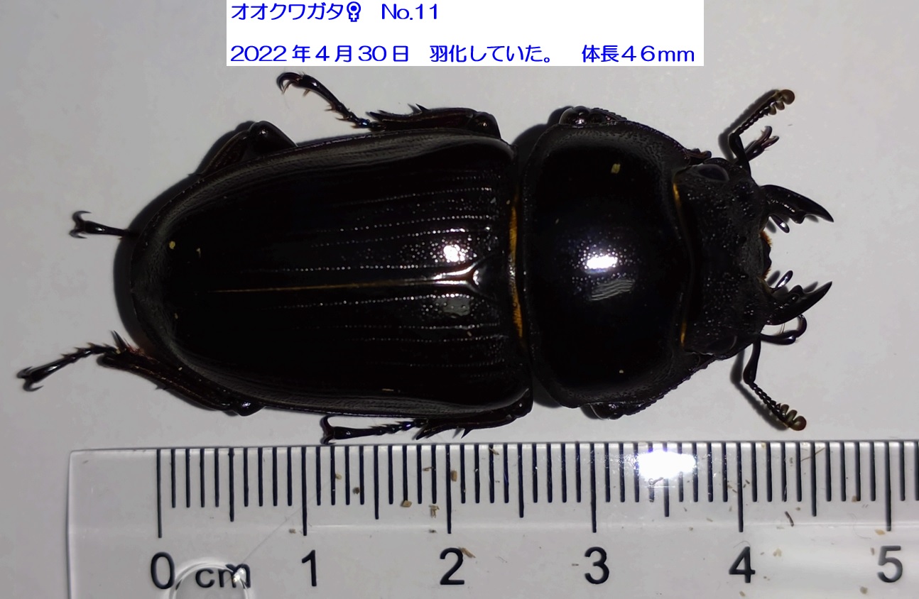 多摩地区ルーツのオオクワガタ♂46mm_2022年5月5日
