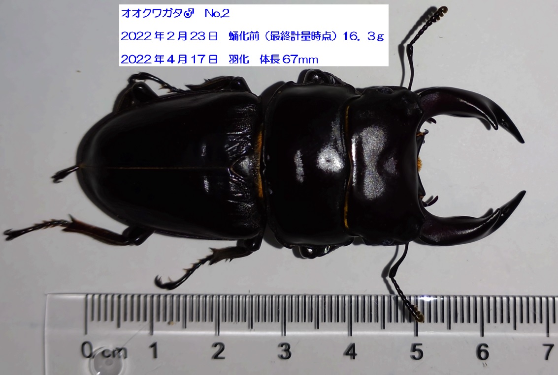 多摩地区ルーツのオオクワガタ♂67mm_2022年5月5日