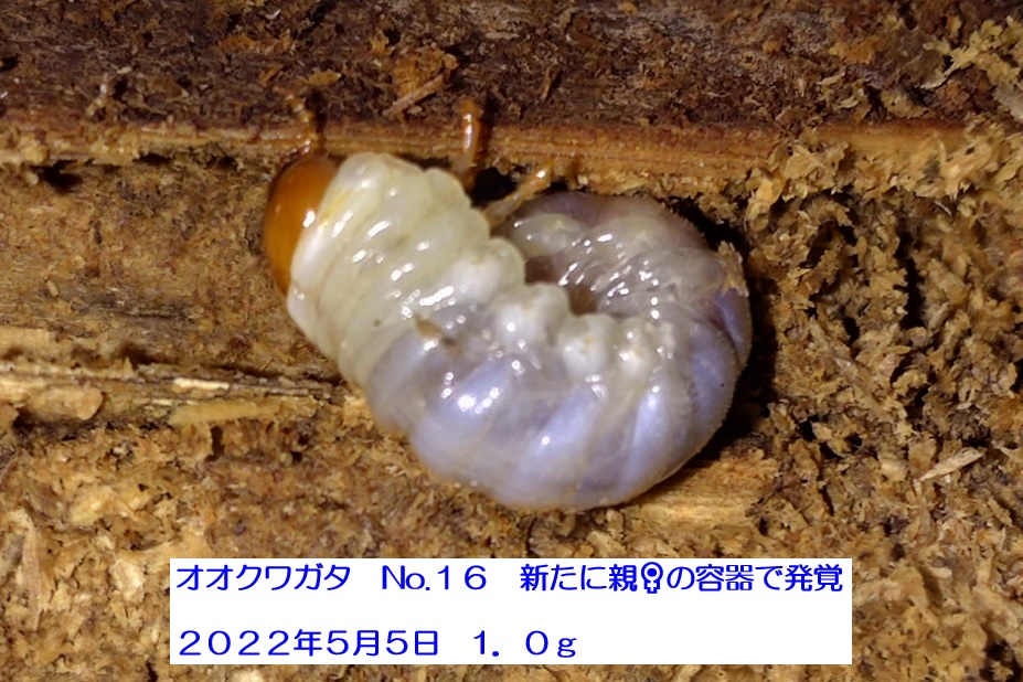 多摩地区ルーツのオオクワガタ新幼虫１g_2022年5月5日