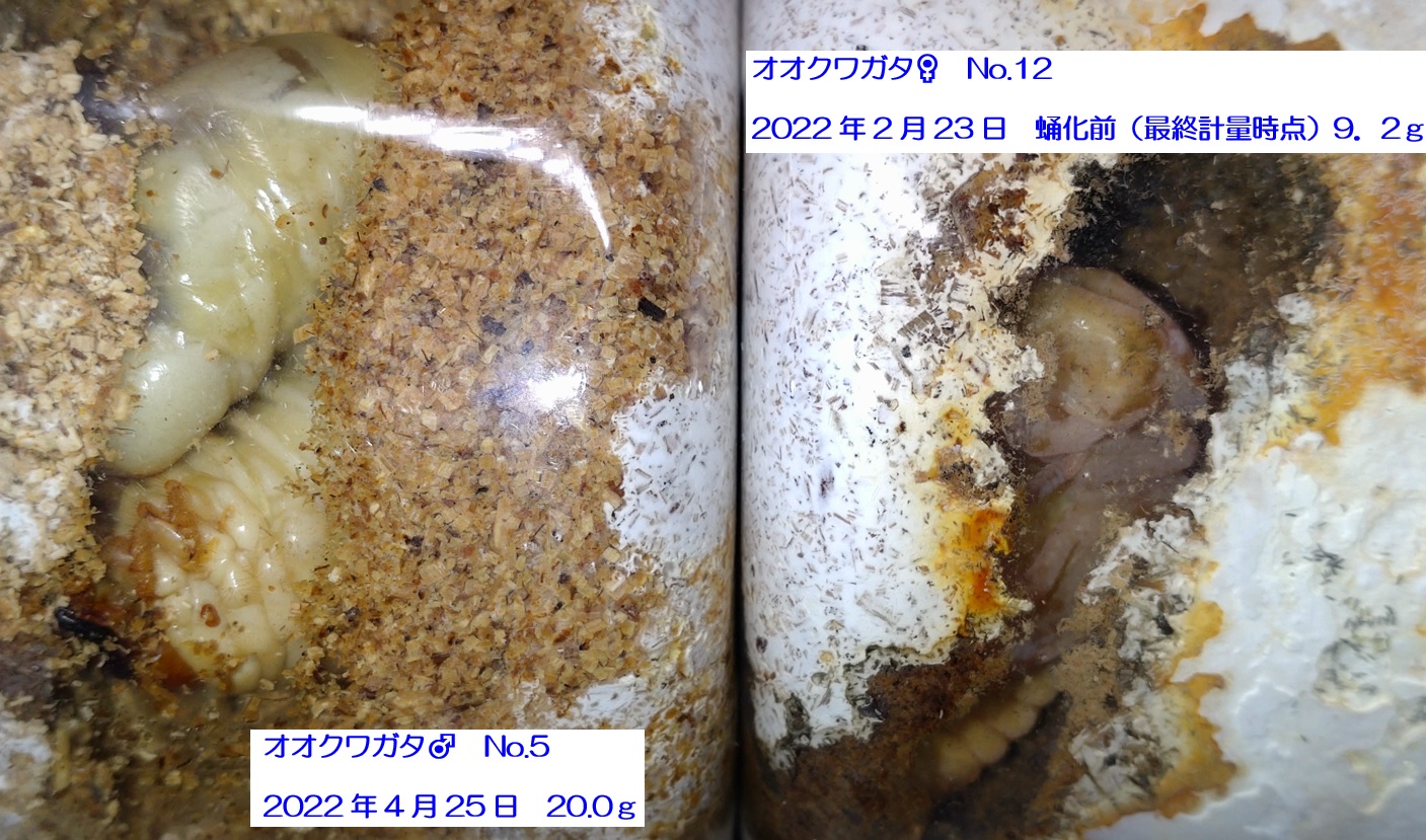 多摩地区ルーツの大物期待のオオクワガタ♂20g幼虫と♀蛹_2022年5月5日