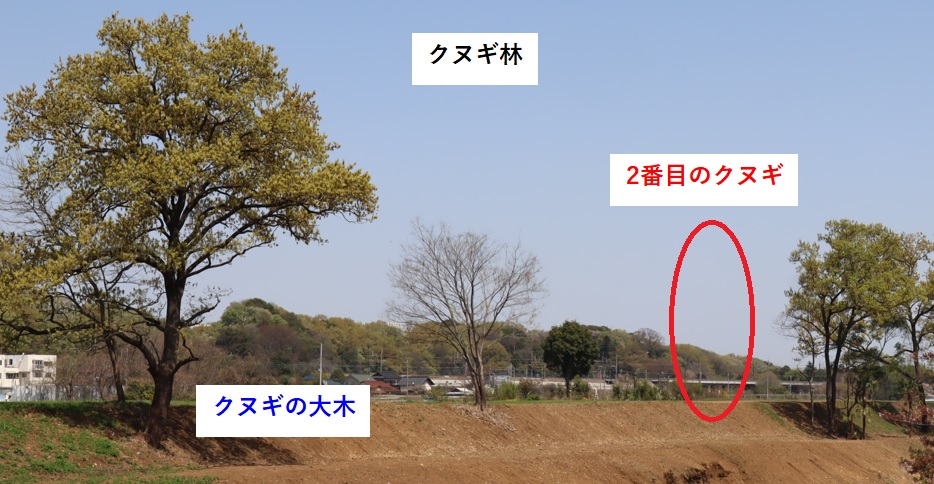 大きく姿を変えたクヌギ林の消えた2番目のクヌギ_2022年4月10日