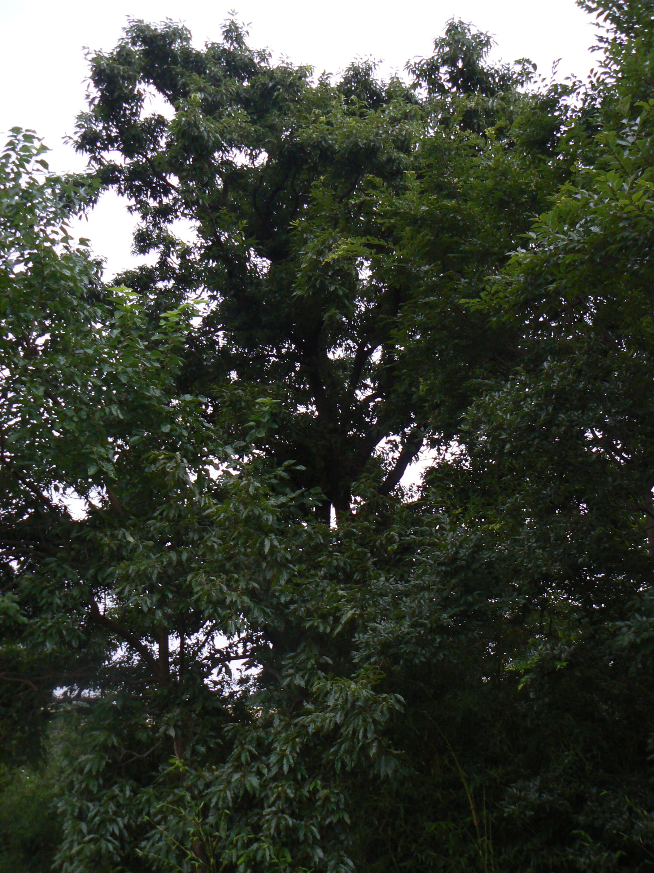 大木クヌギ_2007201830