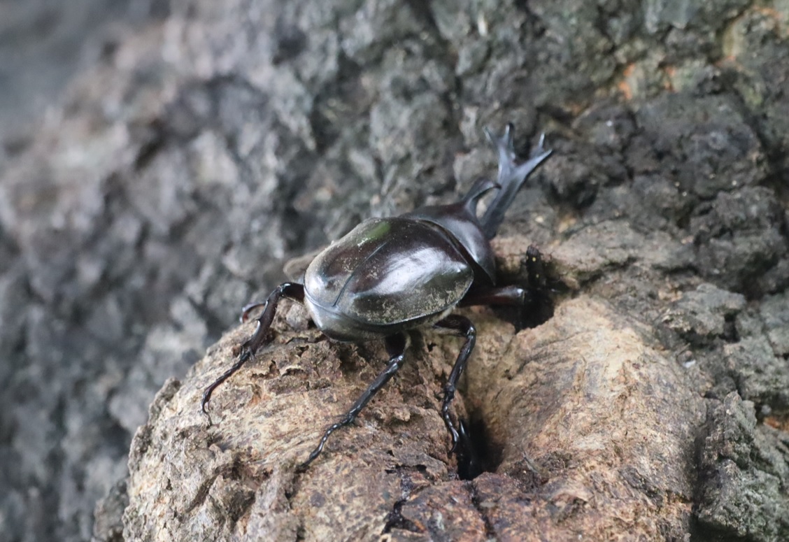 大木クヌギ_カブトムシ♂_2022年7月18日7時20分頃気温27度