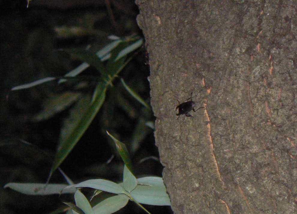 大木クヌギ_コクワガタ_200910