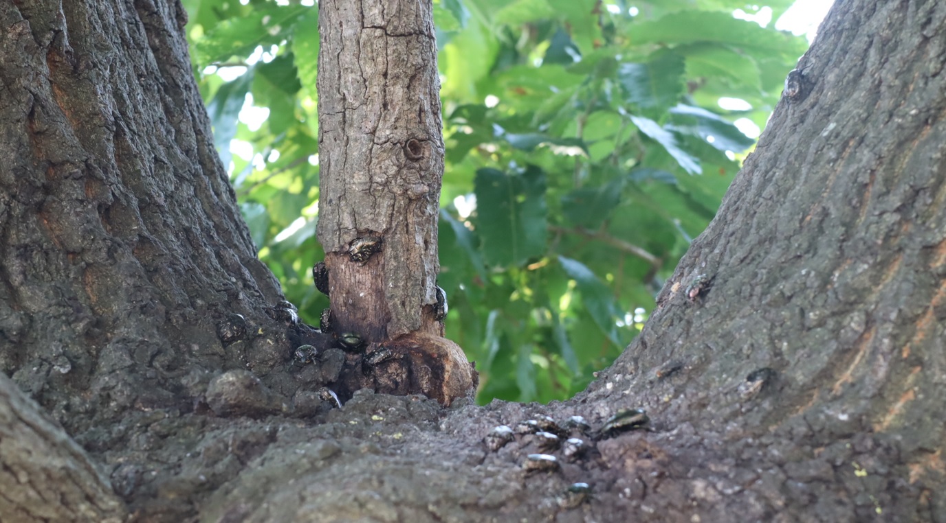大木クヌギ_シラホシハナムグリ_2022年7月1日9時20分頃気温32度