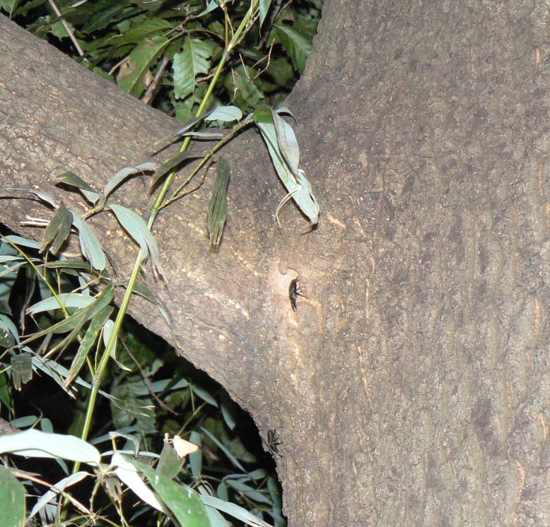 大木クヌギ_ノコギリクワガタの雄とコクワガタの雄_200914