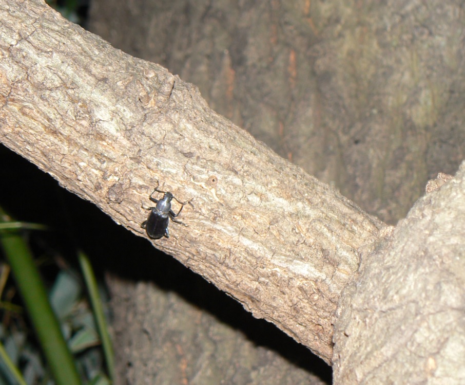 大木クヌギ_ユミアシゴミムシダマシ_201003_18-50