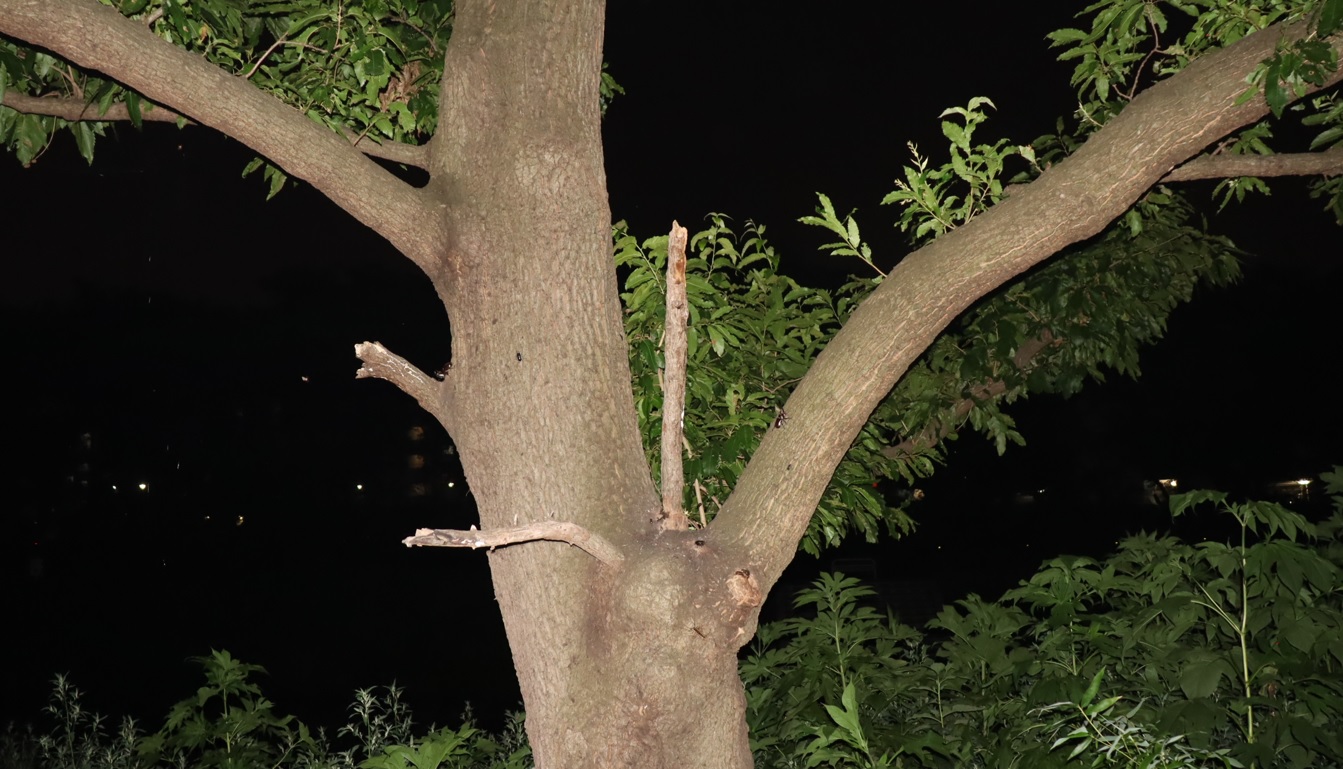 大木クヌギ_全景-カブトムシが点々と付いている_2022年7月19日20時5分頃気温30度