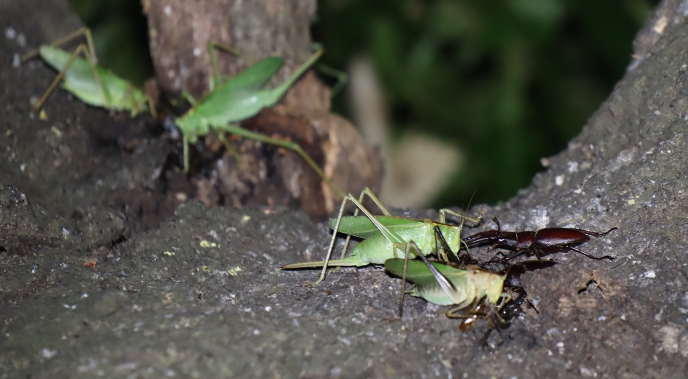 大木クヌギ_多数のヤブキリ、ノコギリクワガタ_2022年7月1日20時15分頃気温30度
