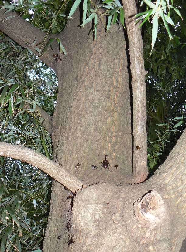 大木クヌギ_特等席の上にもカブトムシやカナブン_2020年7月20日午後6時30分頃