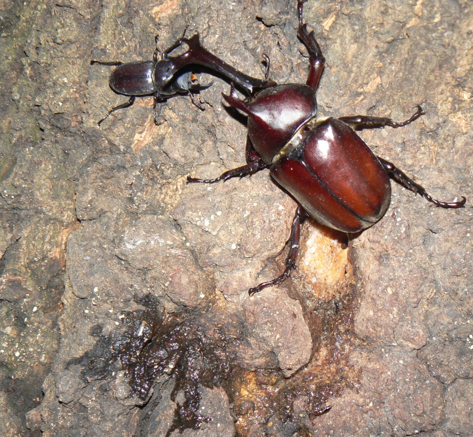 大木クヌギの正面_カブトムシの雄とコクワガタの雄_2020年7月21日18時50分