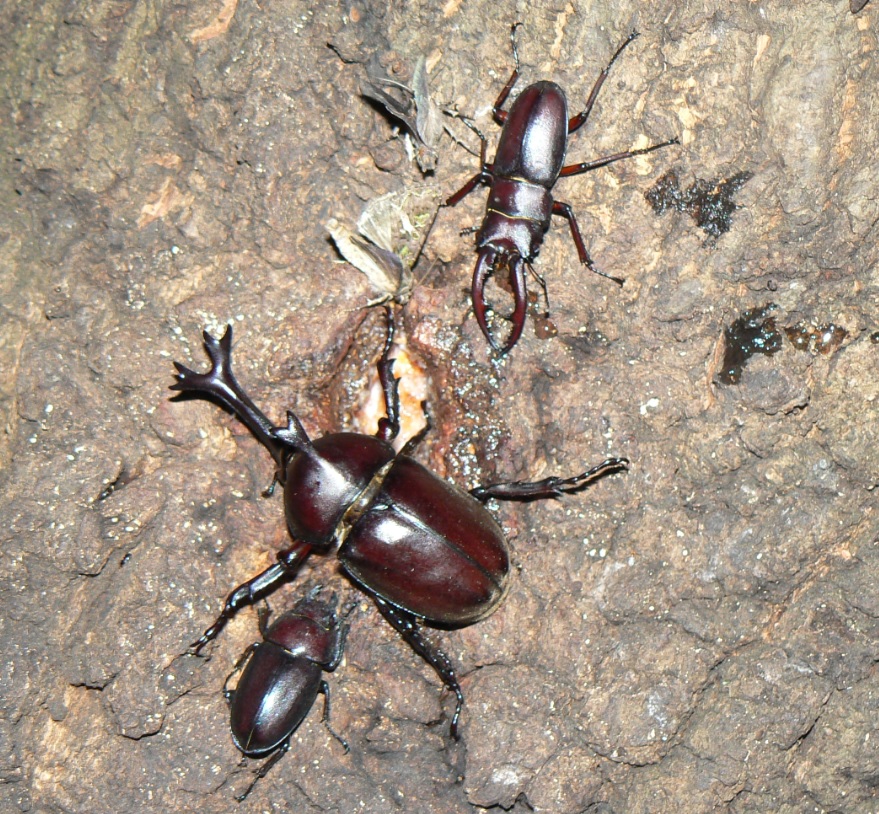 大木クヌギの正面_ノコギリクワガタの雄と雌、カブトムシ_2020年7月16日19時15分