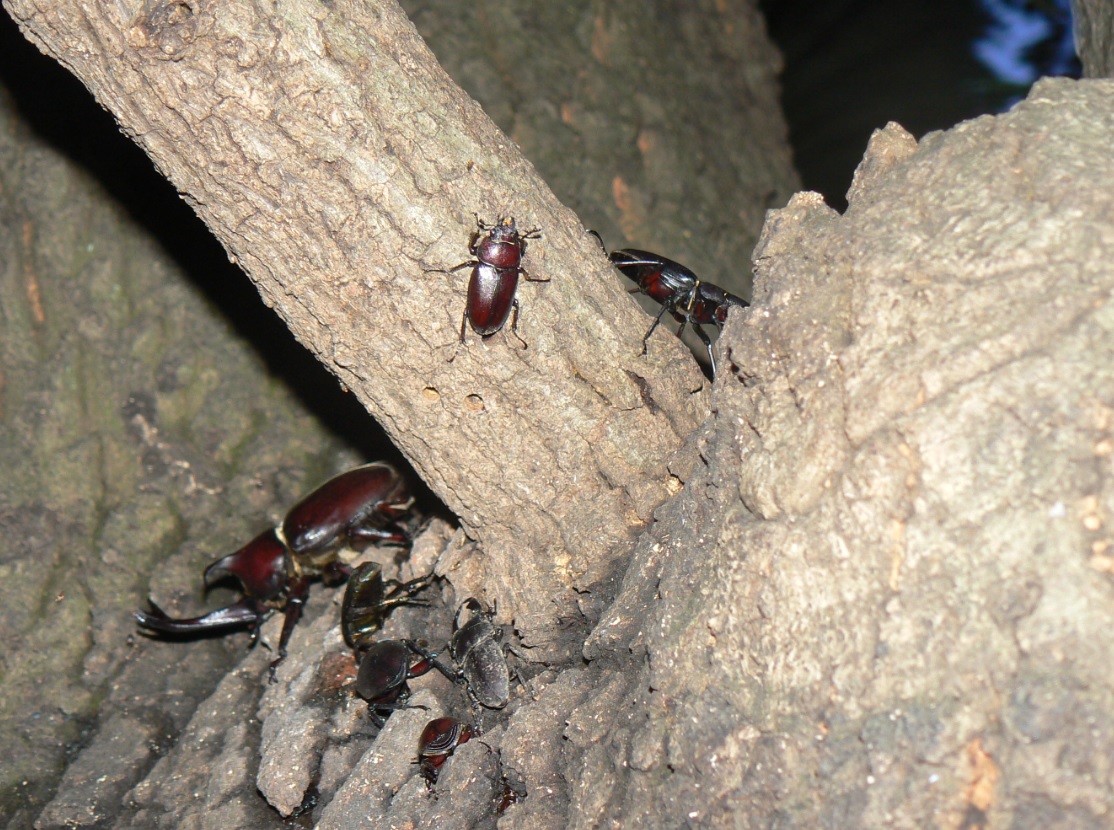 大木クヌギの特等席_カブトムシ、ノコギリクワガタ、コクワガタ_2020年7月21日18時50分