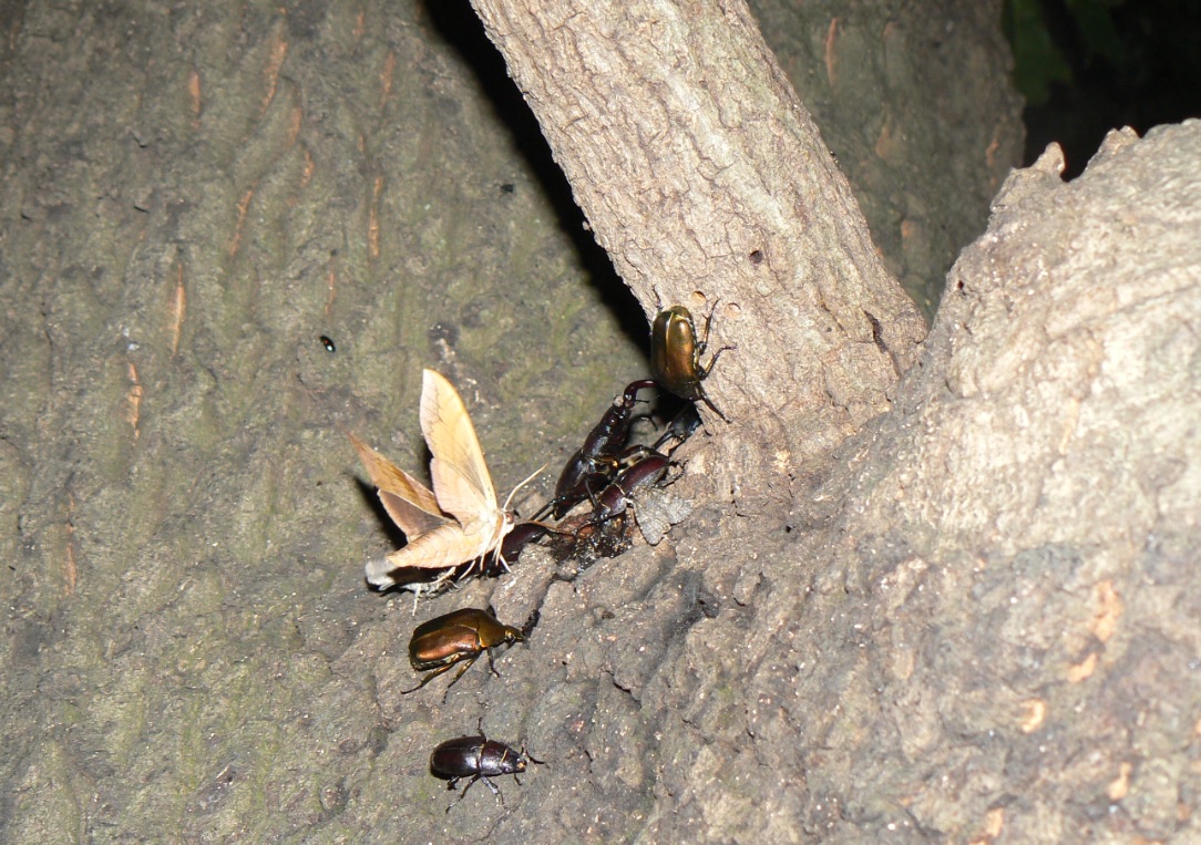 大木クヌギの特等席_ノコギリクワガタの雄と雌、カナブン_2020年7月16日19時15分