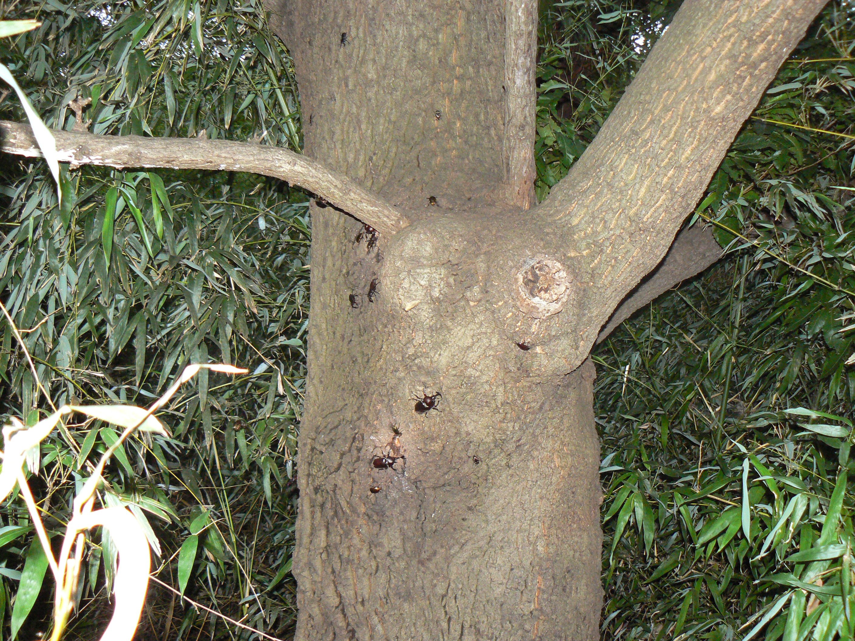 大木クヌギ中央酒場_2007201830