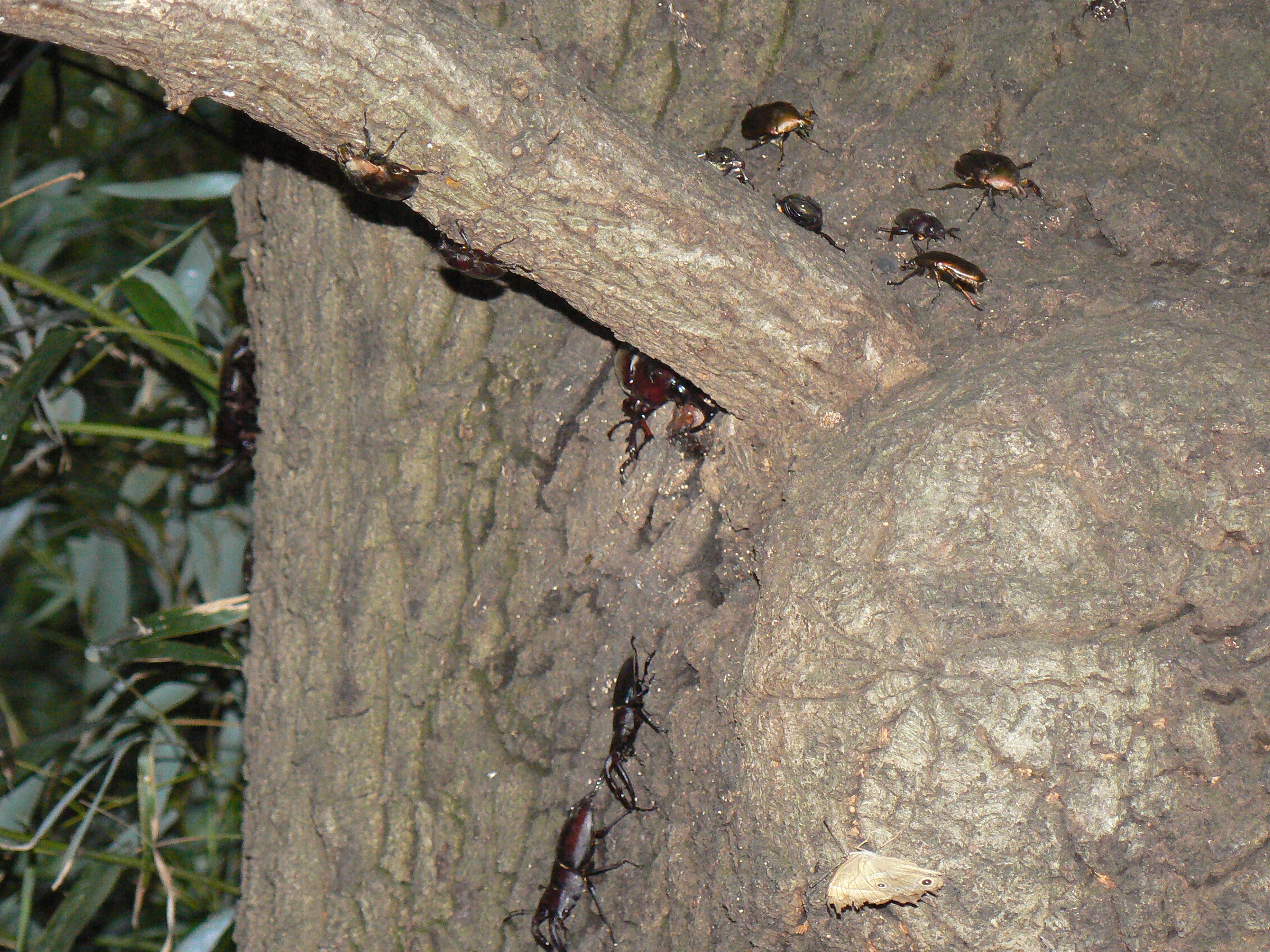 大木クヌギ中央酒場特等席_2007201830