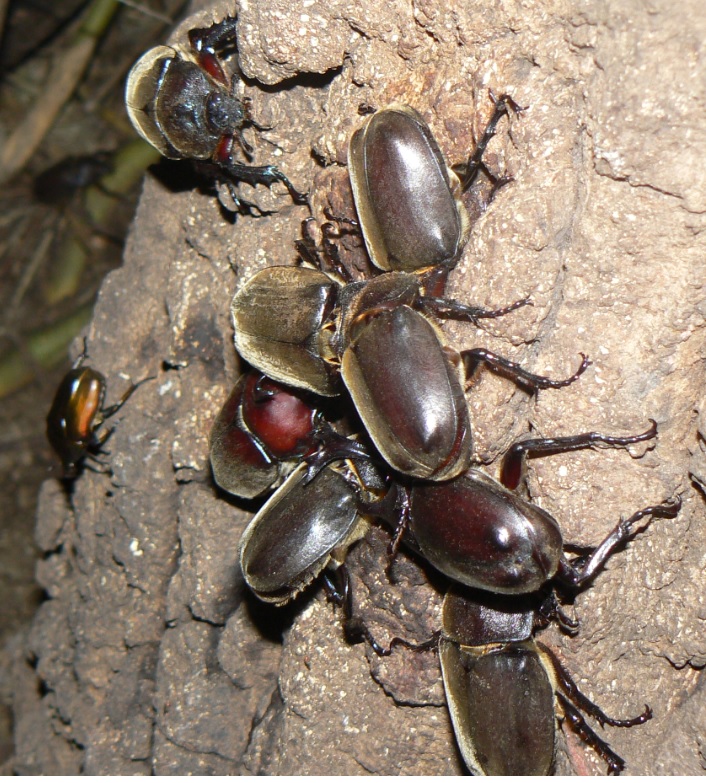 大木クヌギ後根元_200805