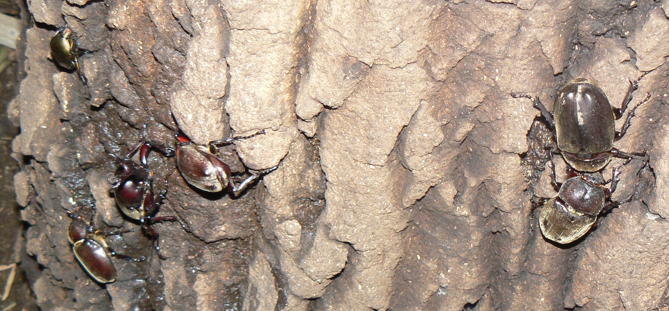 大木クヌギ新設酒場_200731