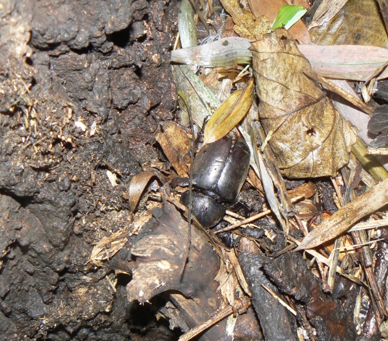 大木クヌギ根元_カブト虫の死骸_200905