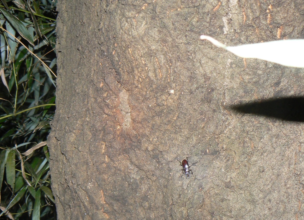 大木クヌギ根元_ノコギリクワガタ_200908日暮れ直後