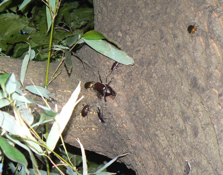 大木クヌギ特等席の上_カブトムシ、ノコギリクワガタ、コクワガタ、カナブン_2020年7月21日18時50分