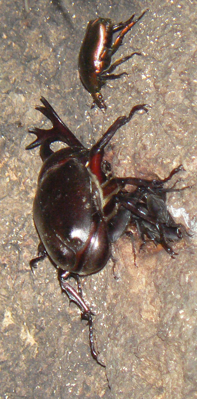 大木クヌギ特等席縮小_200731