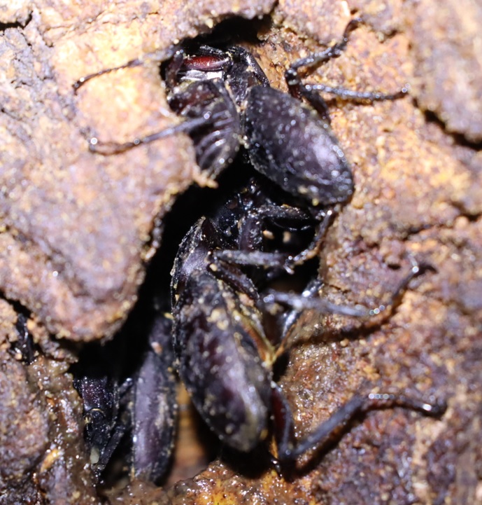 小さな洞に群がるコクワガタ(拡大)_枝先のヤナギ-ヤナギ林_2022年9月13日19時50分気温30度