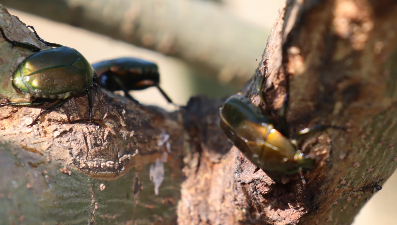 川岸のヤナギ_カナブンの戦い_2022年6月25日８時5０分頃気温30度