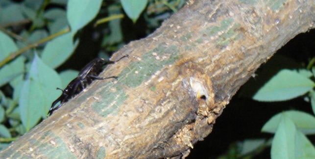 川縁のヤナギ(左)_コクワガタ♂_2021年5月8日19時10分頃