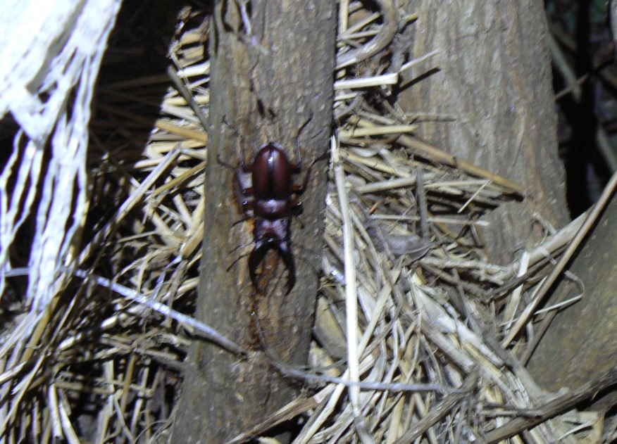 川縁のヤナギ(左)_ノコギリクワガタ♂_2021年5月8日19時10分頃