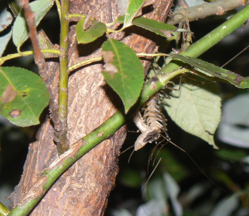 川縁のヤナギ_オオゲジの捕食シーン_200908日暮れ直後