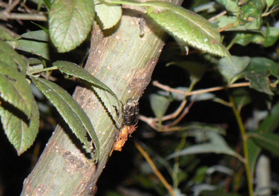 川縁のヤナギ_シラホシハナムグリ_200918_18-40