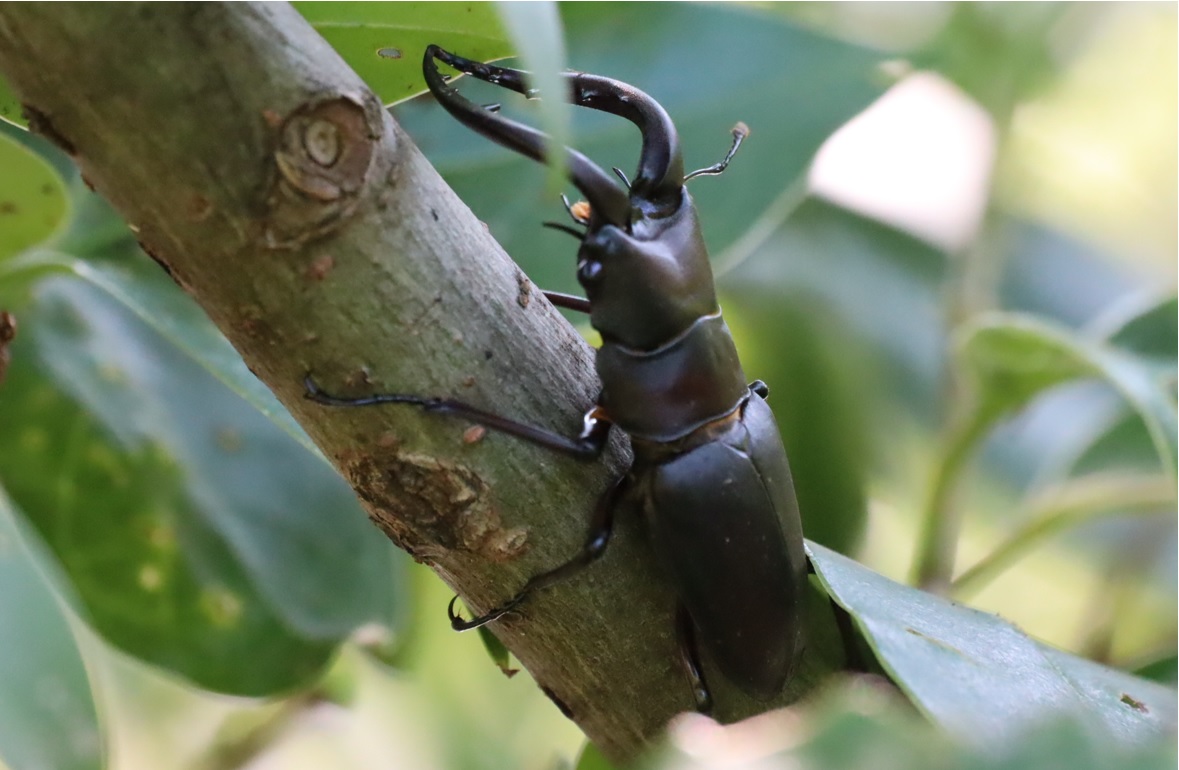 川縁のヤナギ_今年一番大きなノコギリクワガタ♂_2022年6月17日15時55分気温29度