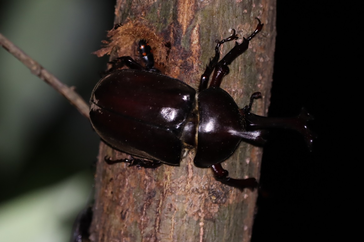 川縁のヤナギ_今年初めてのカブトムシ♂_2022年6月17日20時25気温26度
