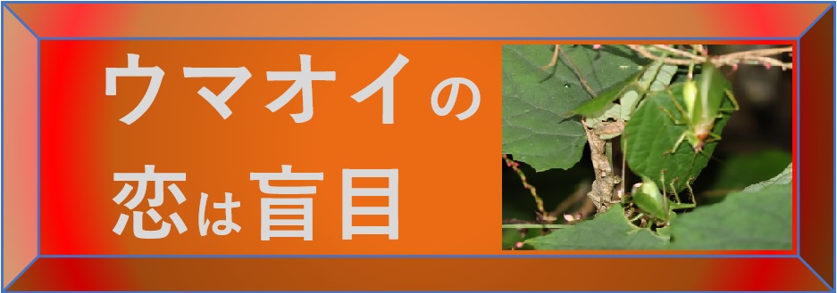 昆虫ウォッチング-ウマオイの恋は盲目-選択SW