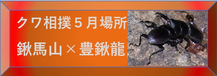 昆虫ウォッチング-クワガタ相撲５月クヌギ場所-選択SW