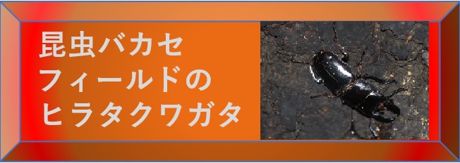昆虫ウォッチング-昆虫バカセフィールドのヒラタクワガタ-選択SW