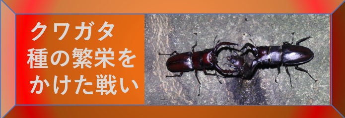 昆虫ウォッチング_クワガタ種の繁栄をかけた戦い-選択SW