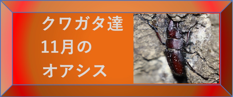 昆虫ウォッチングｰクワガタ達の11月のオアシス-選択SW