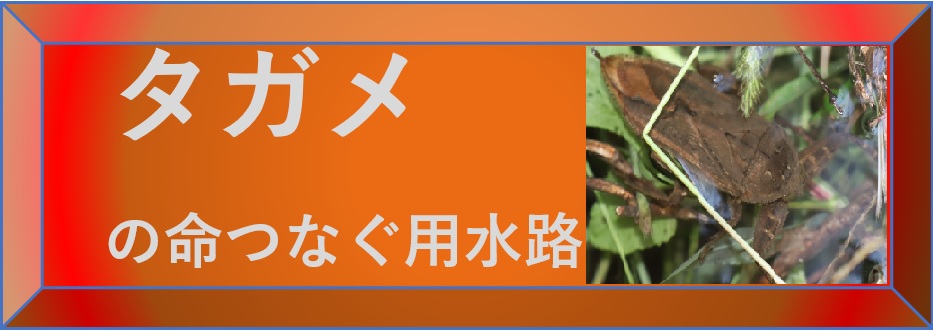 昆虫ウォッチングｰタガメの里タガメの命つなぐ用水路-選択