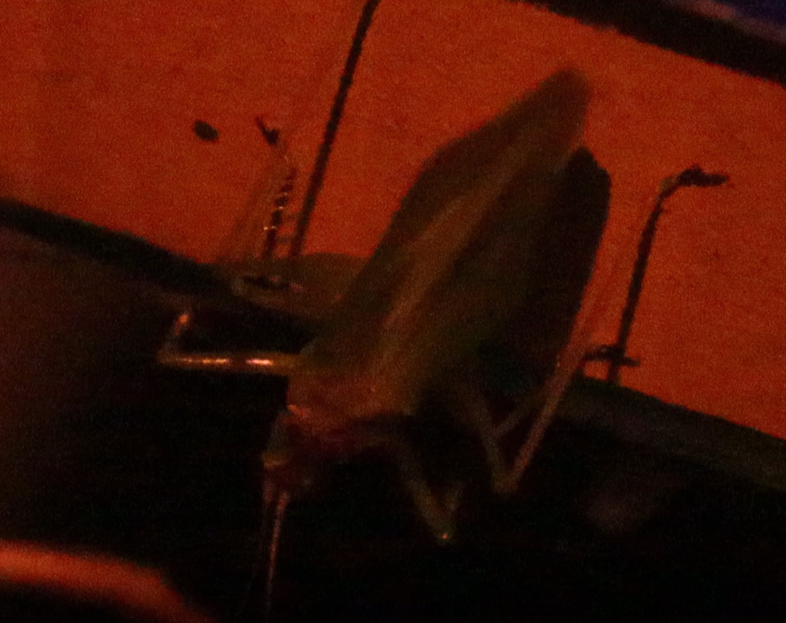 昆虫バカセ-研究室_ウマオイの飼育ケージ内_ウマオイの♂-やっと鳴いて、更に撮影させてくれた_2021年9月23日20時頃_室温28度